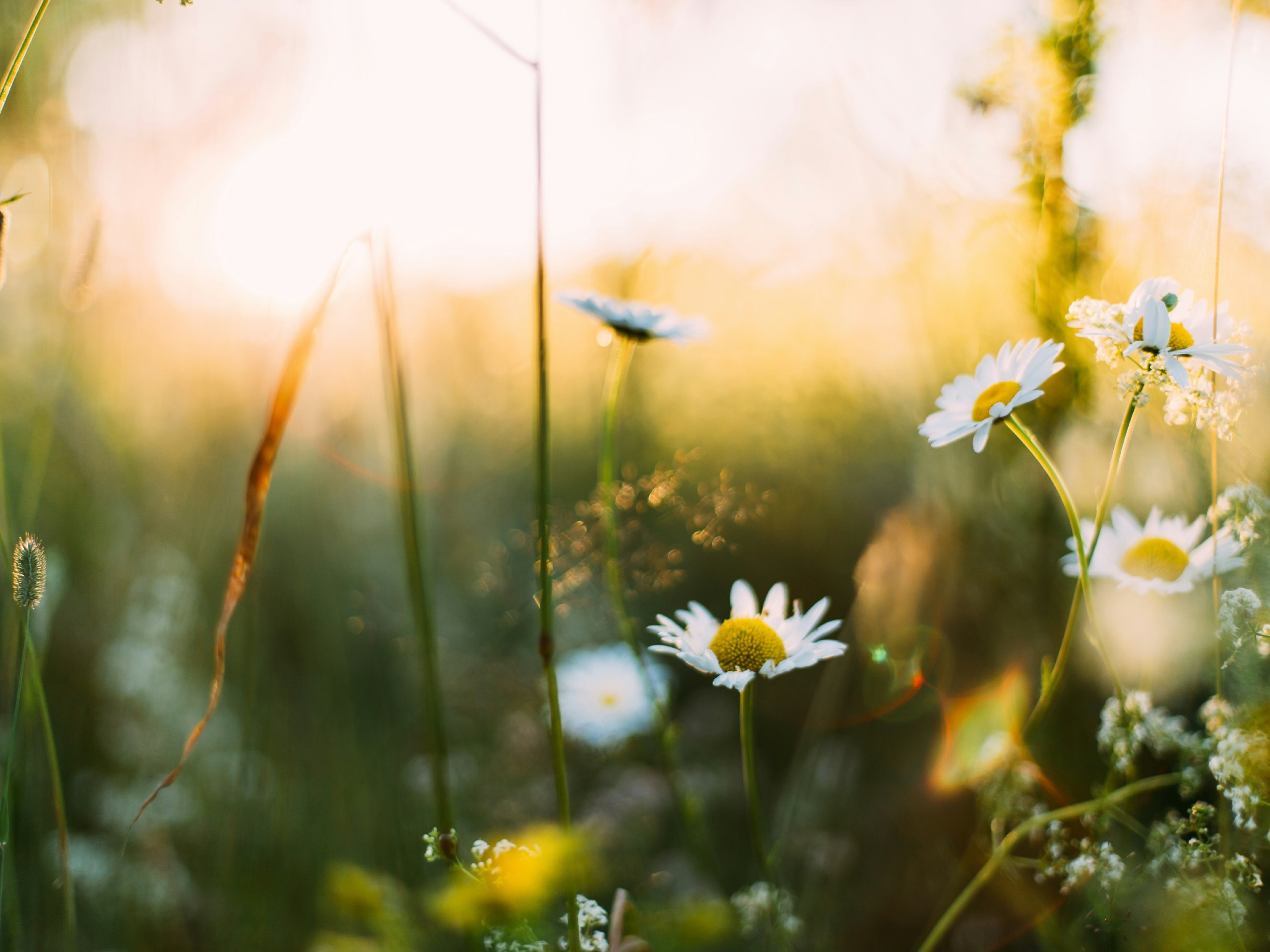 Image of daisy's sprouting in the spring sunrise